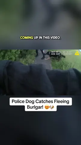 No burglar can outrun a #k9 🥰 #police #dog #dogsoftiktok #policedog #policeoftiktok #dogsoftiktok Great job by this land shark 🙌 