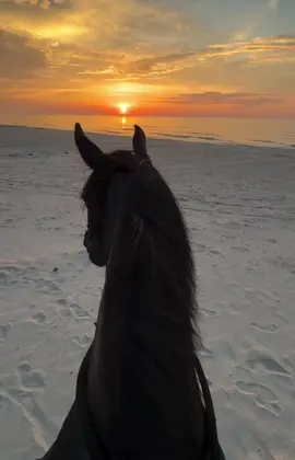 #CapCut #قران #quran #horse 