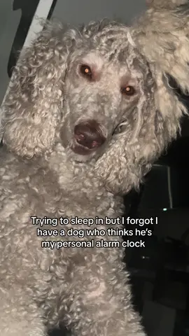 Sleep in where ? #sosathepoodle #standardpoodlesoftiktok #sosathedog #cordedpoodle #jewelsandsosa #nonchalantdreadhead 