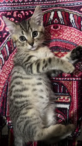 Min-ho on my great grandmas prayer mat🥺 #cat #fyp #kitten 