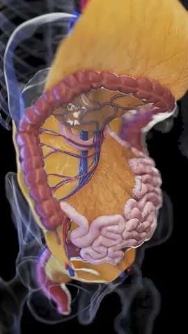 🌟 What Is the Mesentery? 🌟 It’s not just a tissue—it anchors your intestines and supplies them with blood, nutrients, and more! #HealthFacts #Anatomy #SciePro #EduTikTok #Science #anatomy #meded #med #medart #medstudent #vray #autodesk #zbrush #3d #animation #3dmodel #sciart #medstudent #health #education