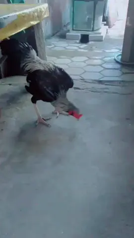 Dorrrrr.!!!! #capcut #pamaiq #laritembak #ayamjenis 