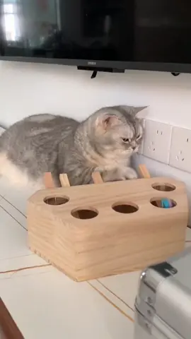 Boring to die. #cats #cutecat #kitten #meow #catplaying #catlover #kitty #catmom 