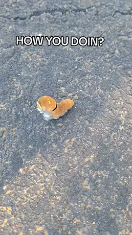 #caterpillar #animal #animalsoftiktok #butterfly #unique #hello #hellotiktok #howyoudoin #transformation #change #hike #walk #nature #fyp #fyf #foryou 