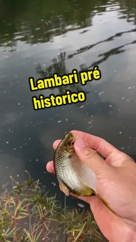 Desafio qualquer um aqui do TIKTOK a pegar um lambari maior do que este!  #tropadolambari  #pescaria #tiktok #peixe #lambari #pesca #piau #caçador #matogrosso #brasil #eua #fy #viral 