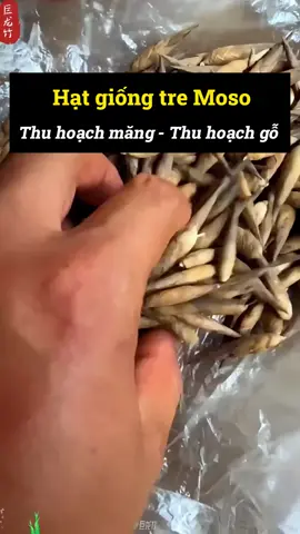 Chỉ 25k/ 100 Hạt Giống Tre MoSo (Trúc Đại) - Thu hoạch quanh năm, không cần chăm bón - Nảy mầm sau 5-7 ngày gieo - Tăng trưởng nhanh, đạt 20 mét trong 40 ngày - Phù hợp với mọi loại đất. Giá trị kinh tế cao. Cây trưởng thành cao đến 30m