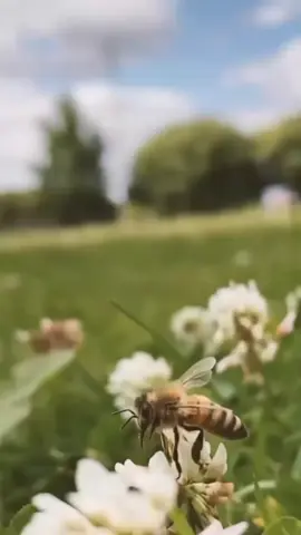 بي بولين – Forever Bee Pollen منتجات ملكات النحل بي بولين فوريفر: طاقة طبيعية لتعزيز صحتك وجمالك ودّع التعب والإرهاق بغذاء ملكي غني بالفيتامينات والمعادن، يمنحك طاقة طبيعية تدعم صحتك ومناعتك. هل تبحث عن طاقة طبيعية 100%؟ بي بولين هو الحل الأمثل لك! استمتع  بحياة صحية وجميلة  #منتجات_طبيعية #منتجات_مستوردة #منتجات_مفيدة #فوريفرالخليج 