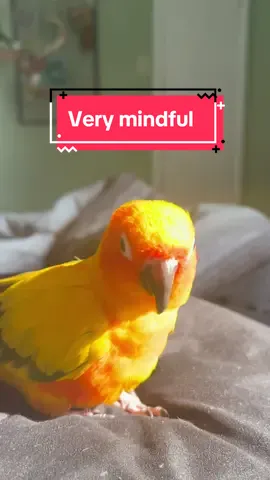 Very mindful, very demure Tango 😌 