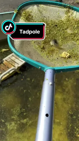 Caught some monster bullfrog tadpoles. Don’t tell my wife. #tadpole #frog #bullfrog #pets