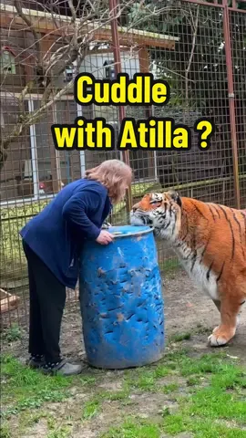 Atilla the tiger wants to cuddle ! #tiger #lion #bigcat #normandie 