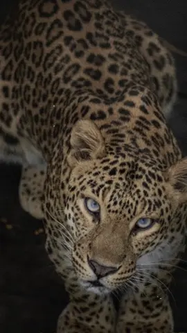 🖤#mzuri #barzani #everyone #actives? #tiger🐅 #tiktok #fouryou 