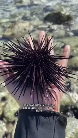 Aparta tu lugar para este 21 y 28 de agosto. Envianos un mensaje para que no te pierdas de ningun detalle.  #chef #restaurantedivertido #chihuahuastiktok #paseocentral 