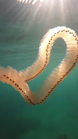 Like a big weird jellyfish, but not jellyfish at all!!!!! 👽 #salp #cornwall #seacreatures #ukdiving #snorkelling #marinebio #falmouth #fishtok 