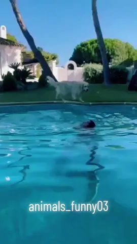 #animaisengraçados #videosengracados #engracadostiktok #funnyvideos #funny #animalsfunny 
