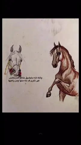 #حصان_عربي_أصيل #خيل_عربي_اصيل #تصميم_فيديوهات🎶🎤🎬 #حصان 