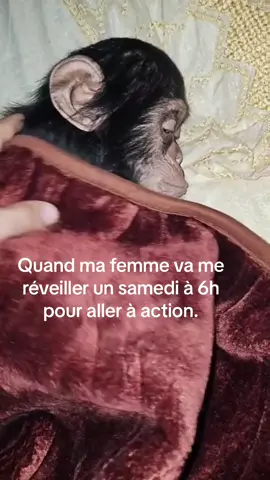 #trend #trending #viralvideo #viealtiktok #monkey #alosalem #singe 