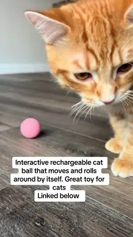 My cat loves it #cats #catsoftiktok #kitties #cutecat #fy #tiktokshop #texascheck 