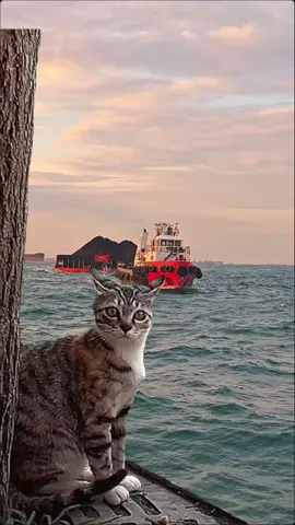santai cing cuman kapal tugboat doang kok yg lewat😁 #pelautindonesia #pelautpunyacerita #fyp #trending 
