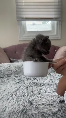 Mouse is 1 cup & her legs are made for runnin! #kitten #kittensoftiktok #catsoftiktok #cat #foster #adoptdontshop #fosteringsaveslives #catrescue #spayandneuter #kittens #cats #Love #cute #funny #save #help #support #donate #thankyou #share #ahsem #animalhouse #mouse