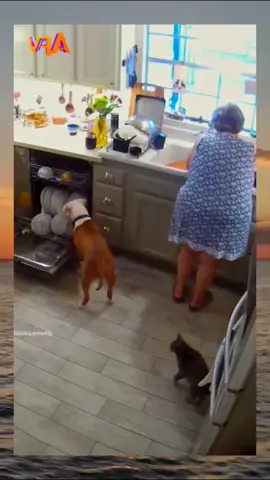 #dog #cat #cute #catvideo #cutcat #funny #pet #funnyvideo #kitty #foryou  #keşfetbeniöneçıkar 