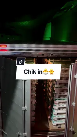 Bismillah priode 9 semoga ada cintanya yaallah🤲🏻😇#kandangayamboiler #peternakanayam #peternakan #closehouse #ayambroiler #docayambroiler 