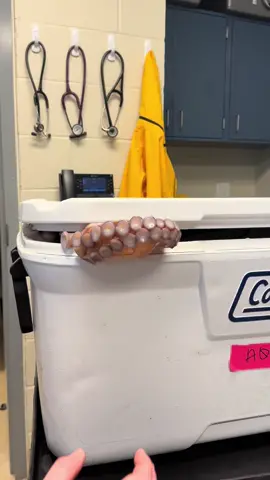 Our giant Pacific octopus had to come to the clinic today because his aquarists noticed he had a bump. We anesthetized him with magnesium chloride, took a sample of the bump, and did an ultrasound before and then returned him home. Sample results to come soon! Check out that hectocotylus (the arm tip with no suckers) - thats the way you tell this is a male octopus! #octopus #GPO #cephalopod #kraken #invertebrate #anesthesia #ultrasound #aquarium #mississippiaquarium #msaq #veterinarian #vettech #aquaticvet #veterinarymedicine #gulfport #aquarist #vet #womeninstem #marcellus #remarkablybrightcreatures @colemanusa 