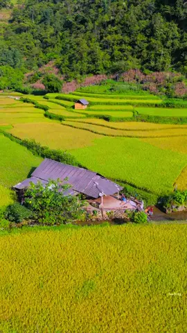 Bình yên #nkaujkhosiab #binhyen #taybac #nhipsongtaybac #flaycam4k #dulich #dulichvietnam #nguoivungcao #cuocsongvungcao #muathu #canhdep #canhdepvietnam 