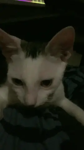 #gatitostiktok #gatos #gatitoshaciendocosas 