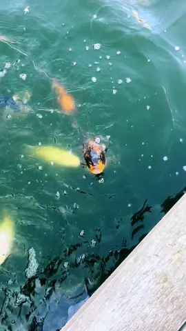 Hey everyone, Thank you so much for all the love little snaps got yesterday. It was absolutely crazy to see.  This little love bug makes us laugh with his feeding routine and his cute soul and I actually took that video for a friend. Glad you all enjoyed it as much as we do. 🐟 #koi #koifish #koipond #fish #fishoftiktok #snappythekoi #koicarp #animalsoftiktok #fish 
