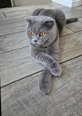 my ozzy cat 🩶 #ozzy #scottishfold #cat #cattok #catsoftiktok #fluffycat #greycat #fluffball #orangeeyes  #ozzythescottishfoldcat #kitty #CapCut 