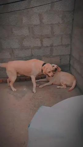 KCP pedigree Labradore JACK & SHINY #islamabad #labrador @Gsd spark wolfs @Dogs lover🔥 @AL KARAM BIRDS CENTER @ANIMAL HUB YouTube channel @Abbott pets kennel 