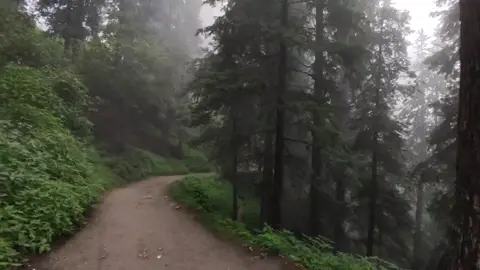 Ayubia Nathiagali. Pipeline track. #ayubia #nathiagali #pipelinetrack #forest #jungle #track #originalsound #birds #insects #fog #foginsummer #mountains #valley #scenery #pakistan #northkpk #galiat #August #2024 #placetovisitinsummer #viralvideo #viraltiktok #tiktokforyoupage #tiktok 