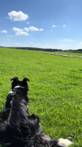 Unbelievable amazing border collie dog kate #fyp #foryou #fypシ゚ #dogsoftiktok #dog #viral #tiktok 