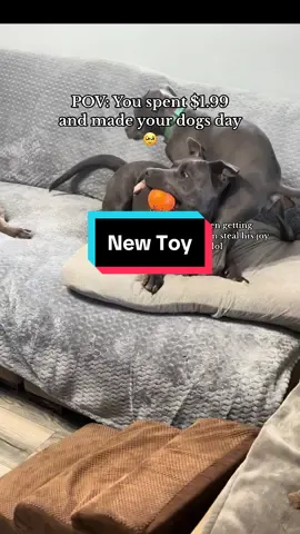 Its still hanging around here whole so I'd say its $1.99 well spent lol #joy #toy #ball #dog #dogmom #simplepleasures #happy #dogsoftiktok #nastyboy 