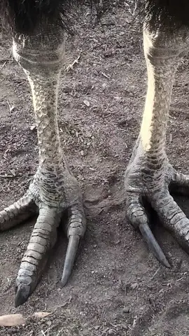 Descubra o poderoso casuar! 🦜 Essa ave gigante, com três espécies incríveis, é um verdadeiro atleta da natureza. Conheça suas garras afiadas e sua habilidade de correr como poucos. 🌍 #Curiosidades #Casuar #natureza 