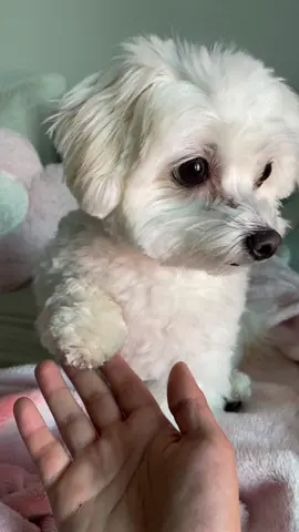 ✨Very demure. Very mindful.✨ #cutedog #maltese #dogsoftiktok #dog #dogmom #verydemure #demure 