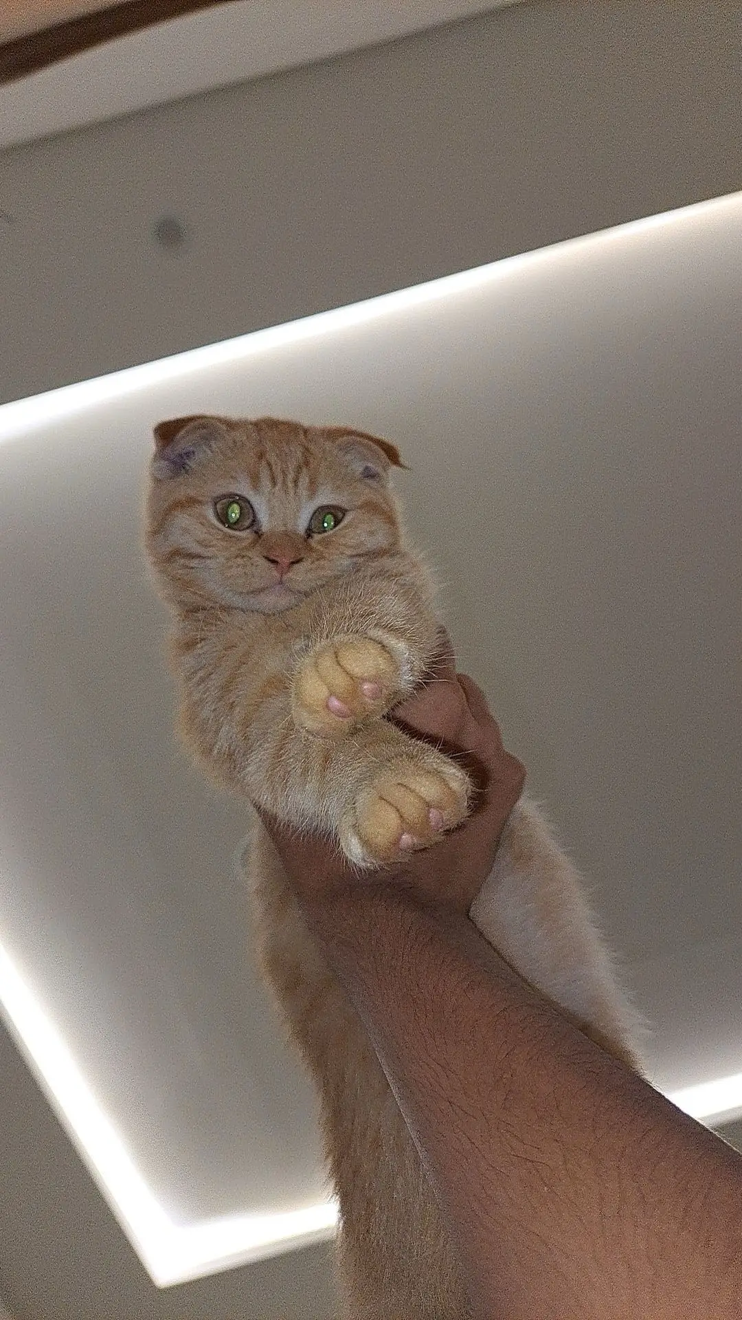 #fyp #الشعب_الصيني_ماله_حل😂😂 #اكسبلور #fly #cat 