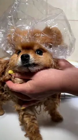 Bath time #boniface #kilo600 #dogsoftiktok #пестіктокер #померанськийшпіц #pomkilo600 #foryou #viral #fyp #pomeranian #пес #funnyanimals #pom #померанскийшпиц #vippomstars #dog #relax 