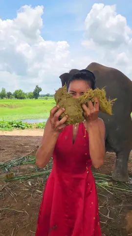 ขอบคุณสำหรับผู้ติดตาม 295,000 คน..✨🌟⭐🎊🎉🎉🎉🎊🎊🎊🎉🎉🎉🎉🎉🎉🎉🎉🎉🎉🎉🎉🎉#ชาวส่วย #🇹🇭 #🐘🐘🐘 #กะเทยเลี้ยงช้าง #ควาญช้างสาว #ชนุตม์ #ชาลิตา🐘 #ลำดวน🐘 