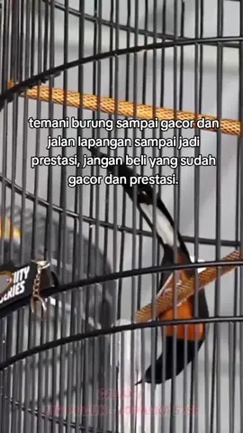 smoga cepet selsai mabungmu ya lee.🥹 penikmat proses #foryoupagee #berandamuシ #kicaumania #kicaumaniaindonesia #muraibatu #muraisujudneken #muraibatumedan #muraijuara #muraifighter 