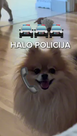 DAN SA ŽIROM #zatebe #balkan #fyp 