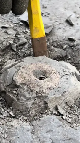 Here’s an outstanding example of a Jurassic Ichthyosaur Vertebrae section! This is one of the very first pieces of bone we found! 😍🦕 The intricate details are truly something to behold! This rock was totally FULL of treasure! We’ve never seen a rock THIS filled with jurassic ammonite fossils before! 🤯😍 🔬🏝 Thanks for supporting our page! 🐊 #natural #nature #fossil #fossils #ancient #animals #art #ammonite #ammonites #dinosaur #scientist  #minerals #paleontology #whitby #geologist #dorset #geology #charmouth #jurassic #yorkshire #fyp