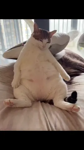 Uncle Bao  credits, Instagram (Uncle_Bbao) Fan Account! #cats #catsoftiktok 