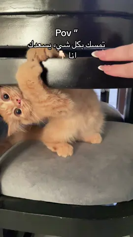 🐈❤️ #fypシ゚ #explorepage #شعب_الصيني_ماله_حل😂😂 #explore #برتقالي🍊🍊 #قطط_كيوت #شيرازي #شيرازي #قط #fypシ゚ #explorepage #قطط_مضحكة_لطيفة 