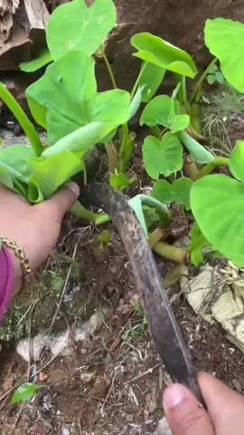 Song name#nepalihamirahaulakahanepalnainarahe  #foryoupageofficiall  #sazanaalemagar  #gaughar_🏡🏡  #syangjawaling  #jalkawithaato  #tiktoknepal🇳🇵  #foryoupage  #cooking  #nepal 