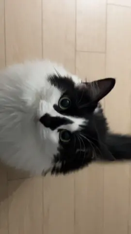 just a girl and her cat 🎀 #cat #catlover #고양이 #냥이 