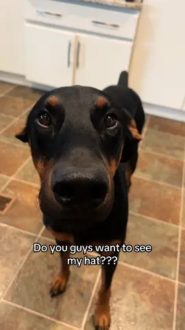 Please tell Cowboy you like this hat!!! 🥹🫶 #dogsoftiktok #doberman #dogcontent #cutedog 