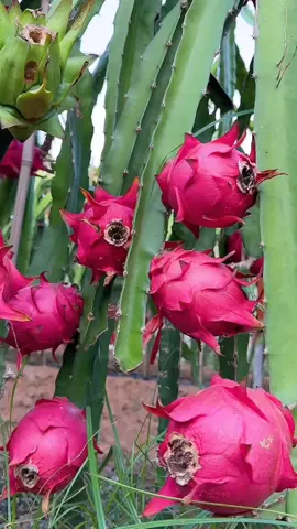kebun buah naga #kebunbuah #bibitbuah #viralvideo 