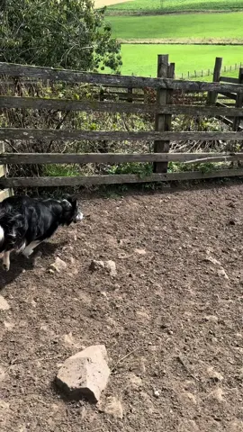 #fyp #foryou #dogsoftiktok #dog #bordercollie #trending #viral 