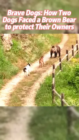 Brave Dogs: How Two Dogs Faced a Brown Bear to protect Their Owners  #Dog # German shepherd #Guard dog #bear #Brown bear #animal #animals #animalworld #animaltiktok#foryoupage #fpy